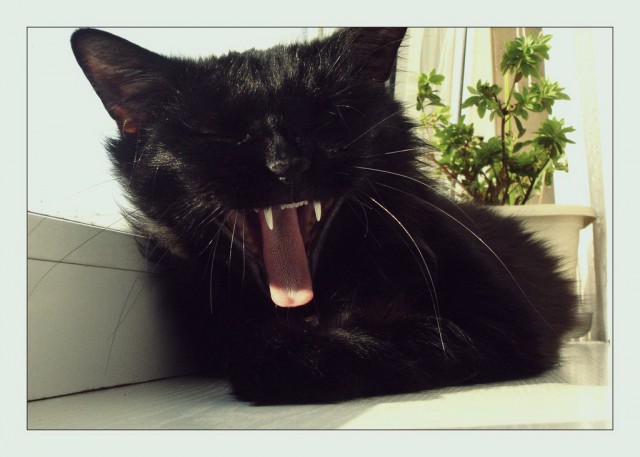 Коты и Кошки
