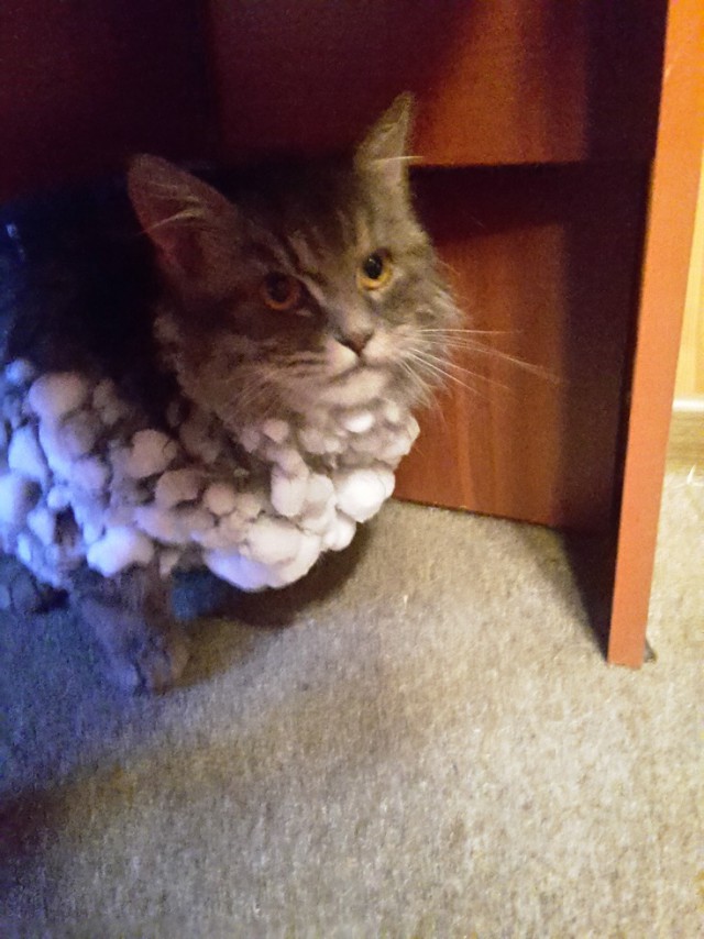 Котовторник!