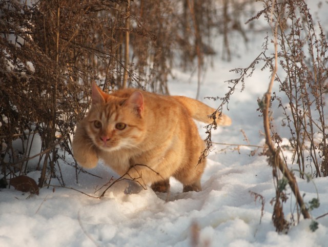 Котовторник 13.03.2018
