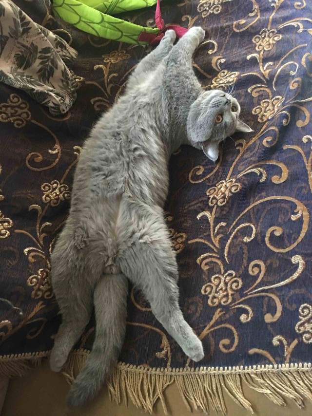 Котовторник