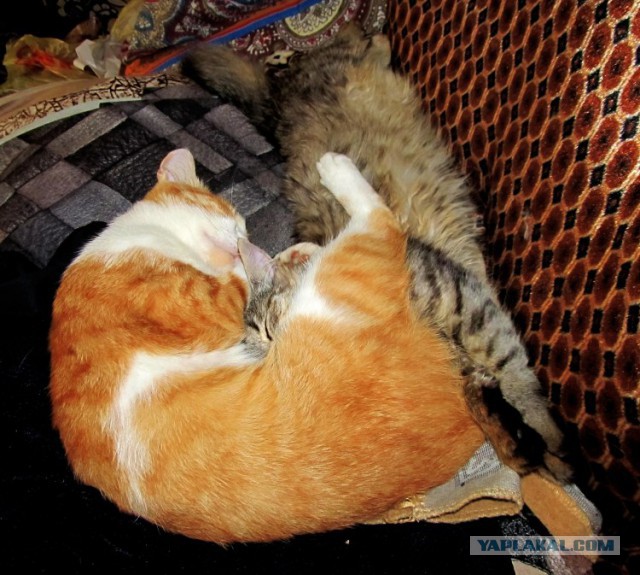 Котовторник 05.06.2018