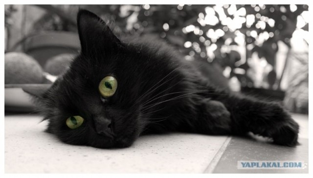 Котовторник (13.01)