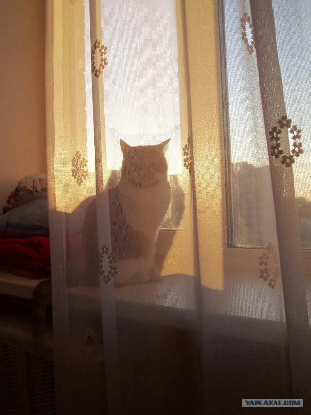 Ура, котовторник!
