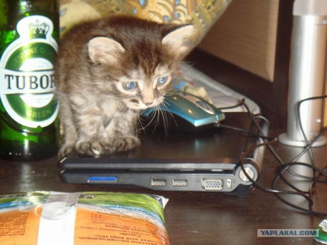 Кот Кузя
