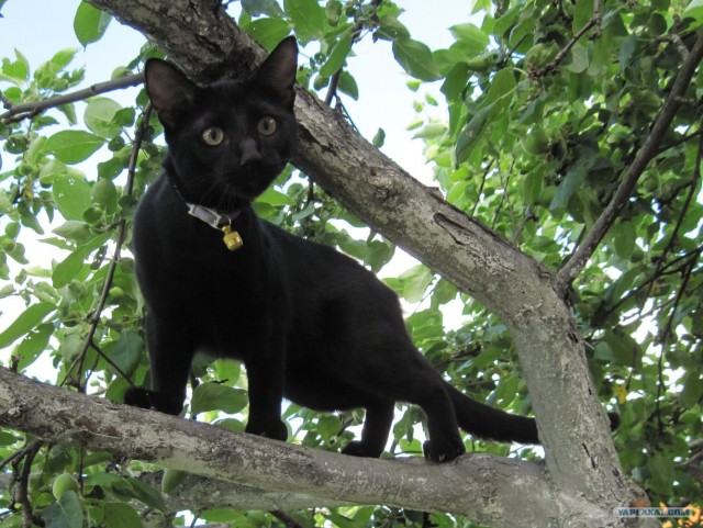 Котовторник, для любителей кошек