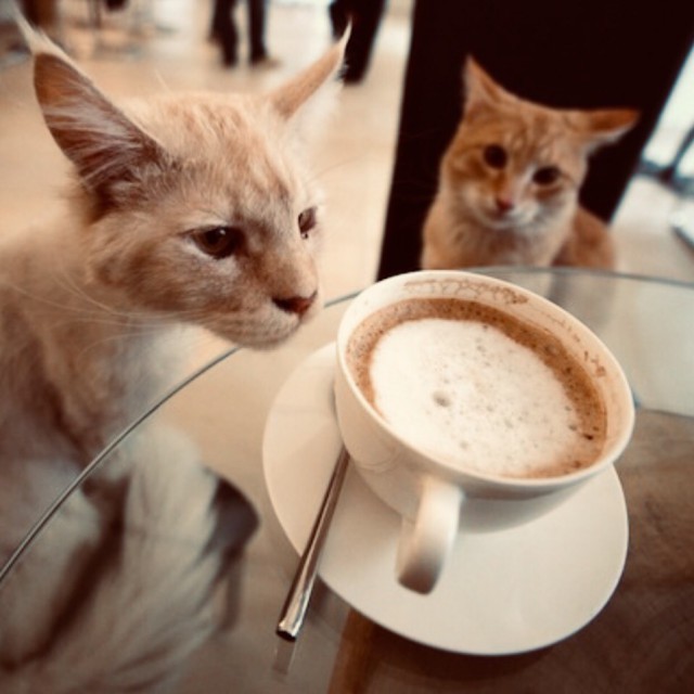 Прикольных котов пост