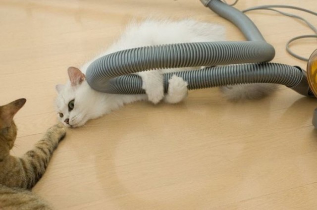 Котовторник: Кошки и ягнёнок