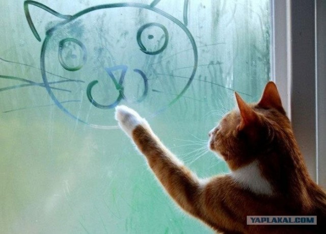 Котовторник 06.09.11