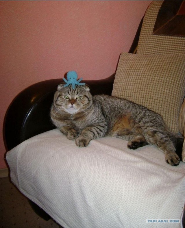 Первый котовторник октября