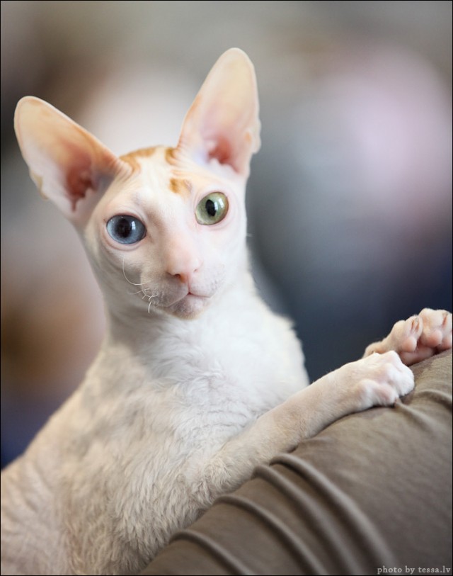 Котовторник! 08.11.11