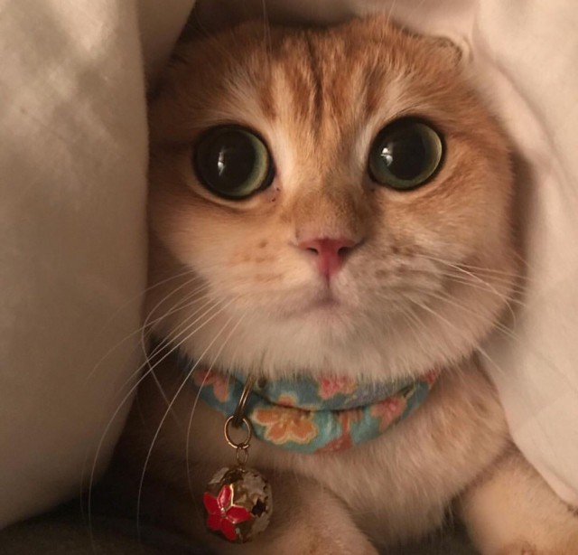 Прикольных котов пост