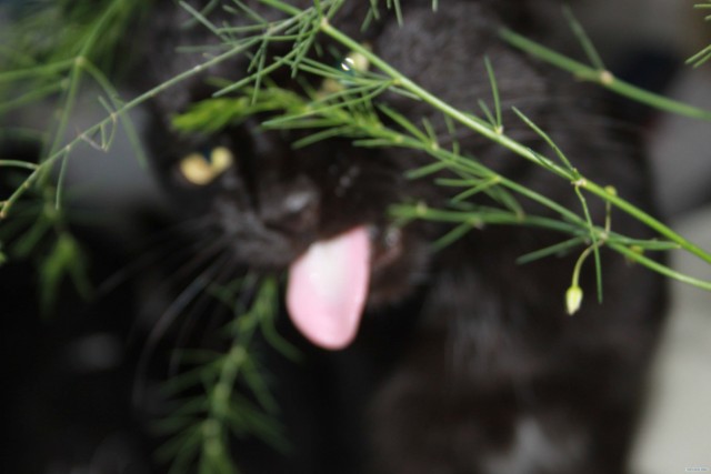 Котовторник (10.01.2012)