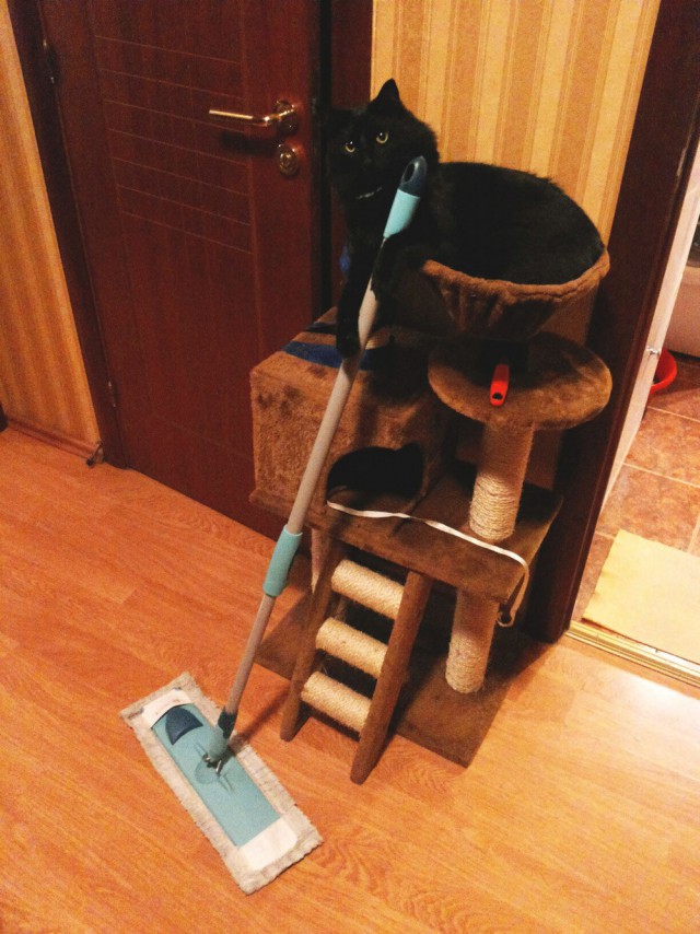 Прикольных котов пост