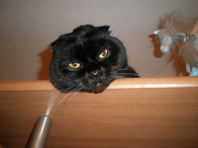 Котовторник 1 мая 2012
