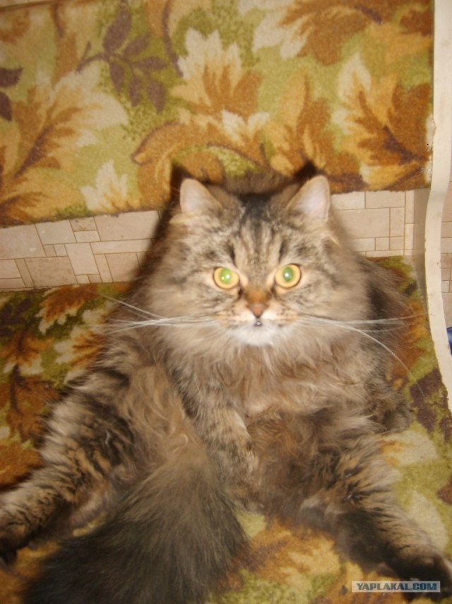 Котовторник на 26.06.12