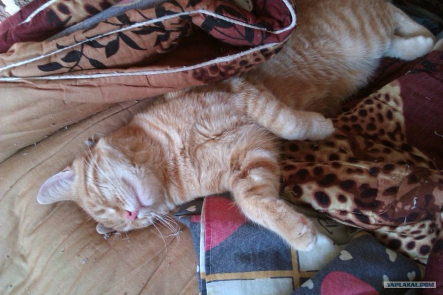 Котовторник 10. 07. 2012