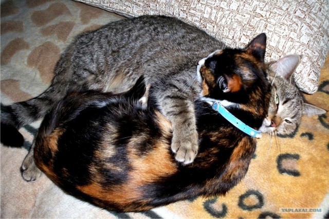 Котовторник  16.10.12