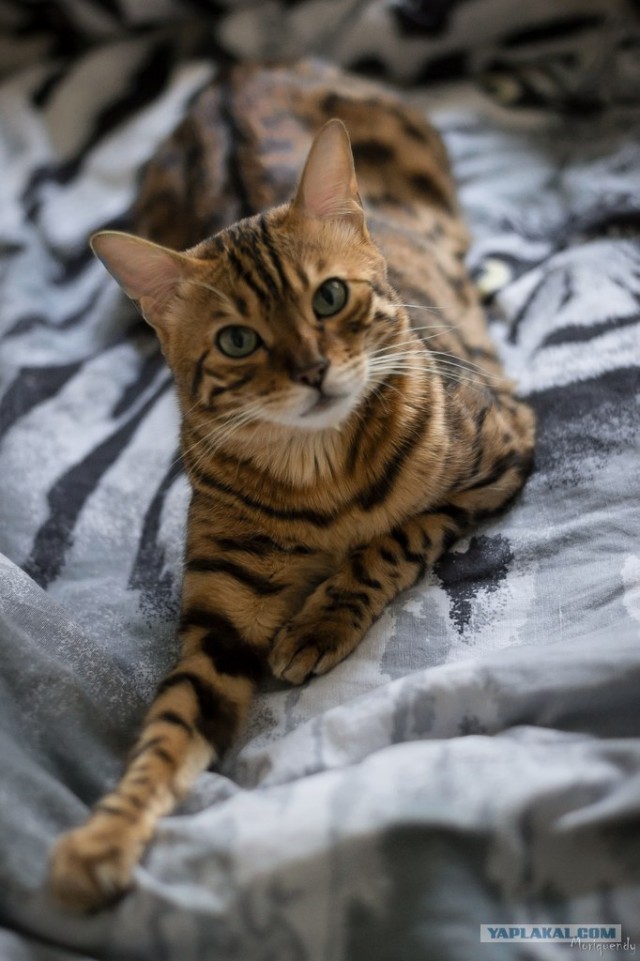 Котовторник 12.02.13