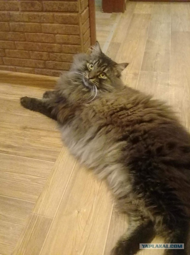 С Днём кошки!