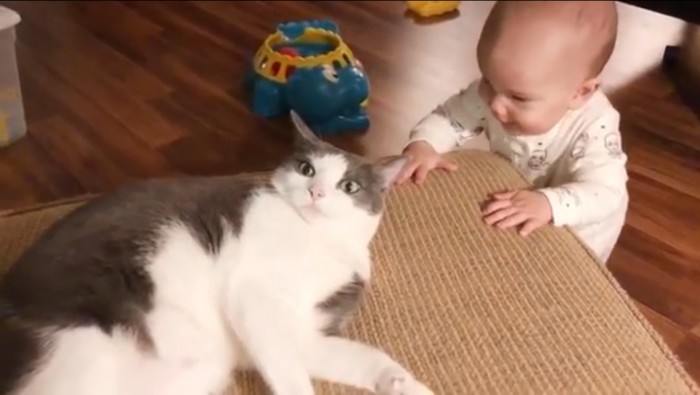 Как коты умеют оберегать маленьких человеков