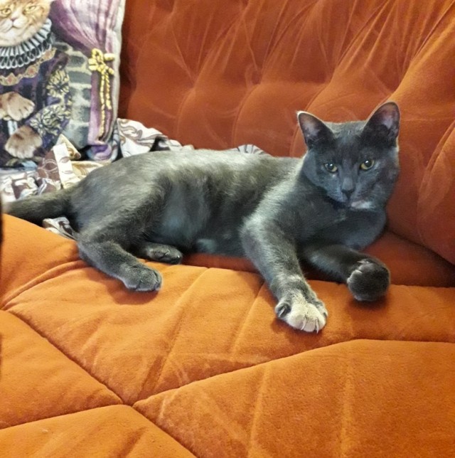 Забавные фото котеек