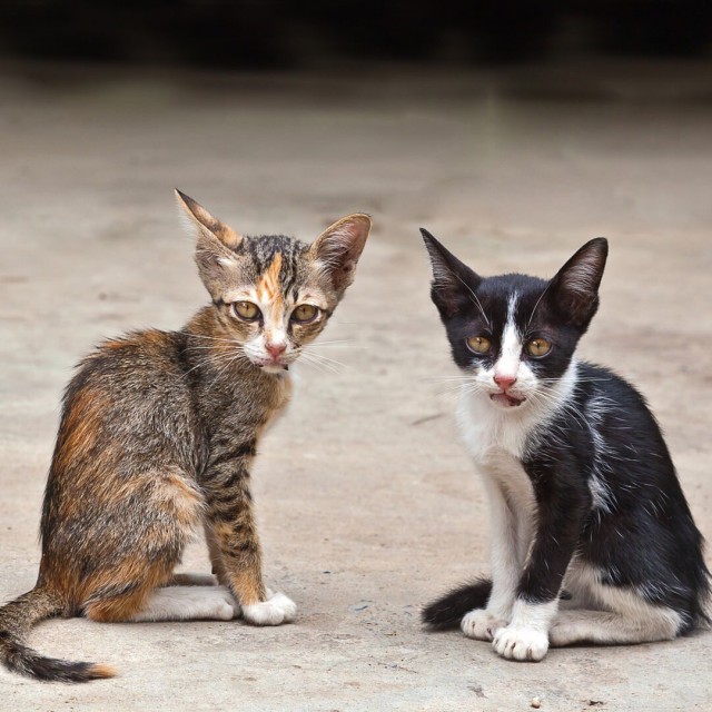 Забавные фото котеек