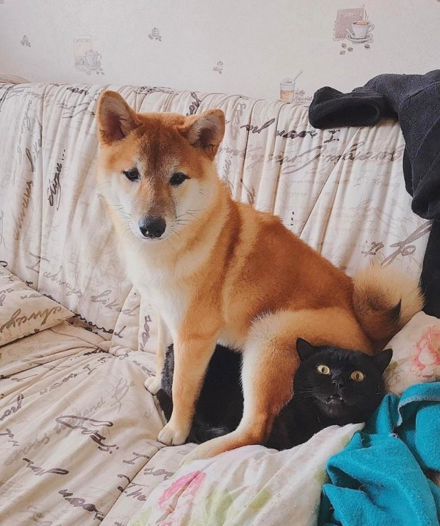 Уже не котовторник, но еще и не собакочетверг