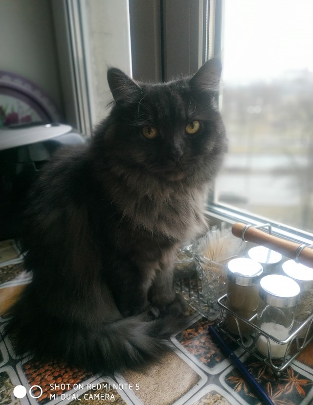 Как меня кота на пару дней попросили приютить