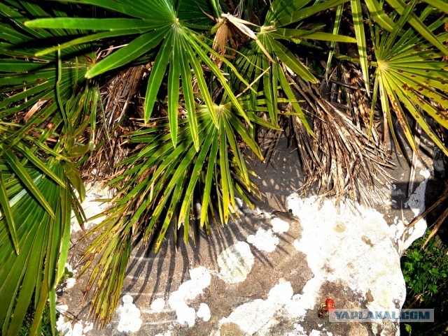 Лапша лугового флота свободного выгула