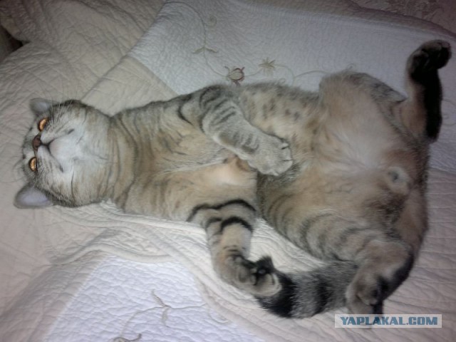 Коты, которые нас порадовали!