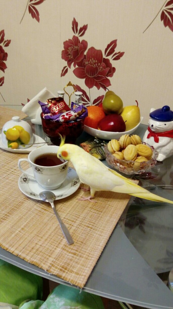 Зверушки