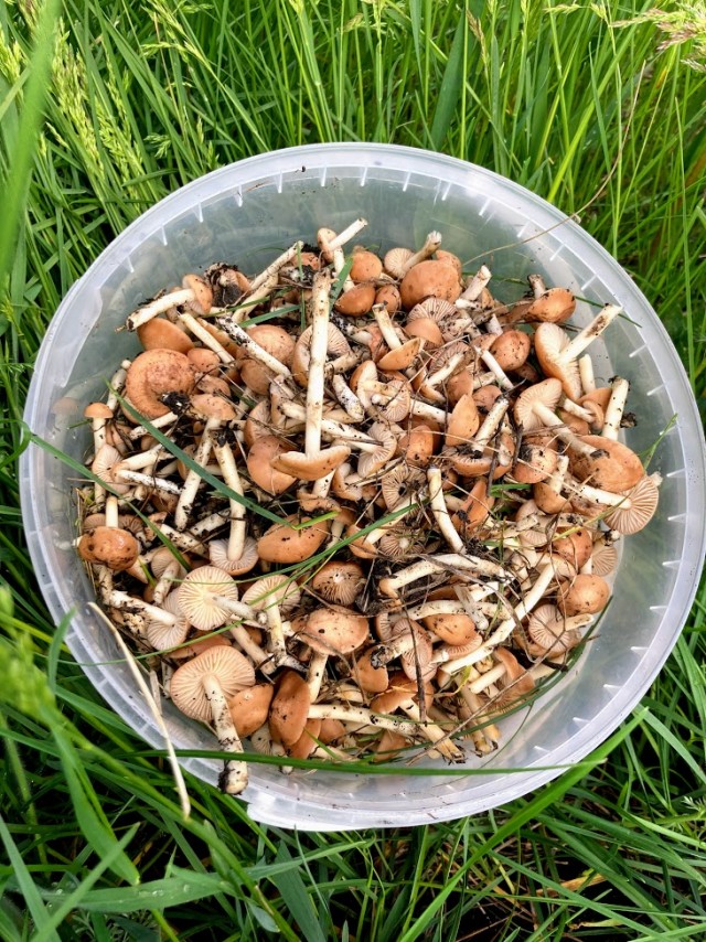 Жареный картофель. Кулинария.