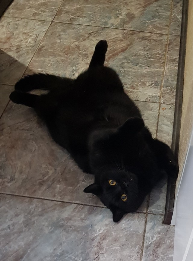 Про котов