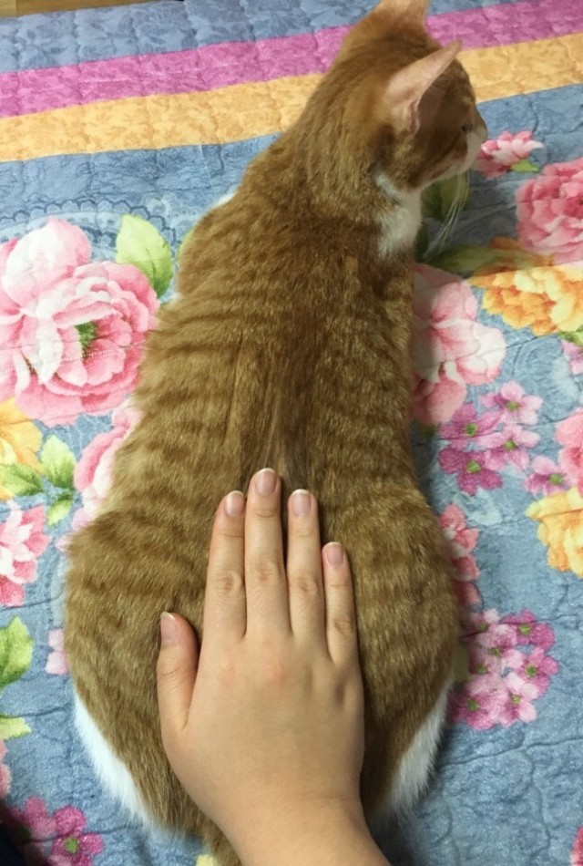 Эти забавные животные