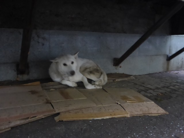Эти забавные животные