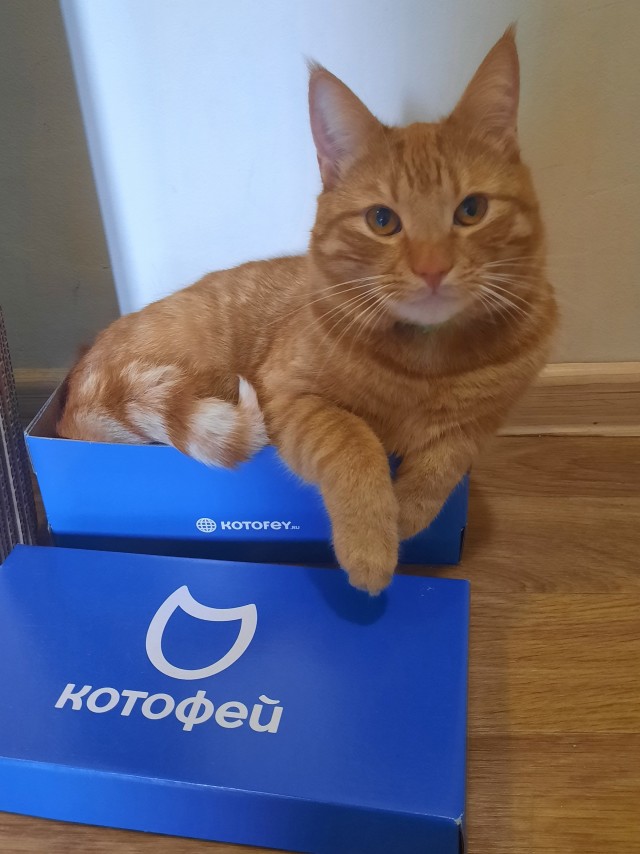 По просьбам в теме ниже. Реальный котовторник!
