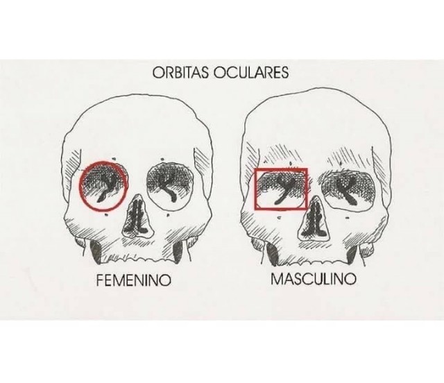 Различия мужской и женской анатомии