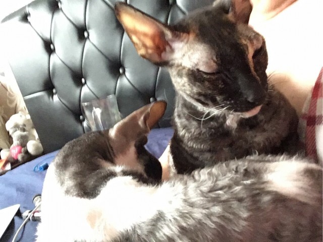Котовторник 17.11.20