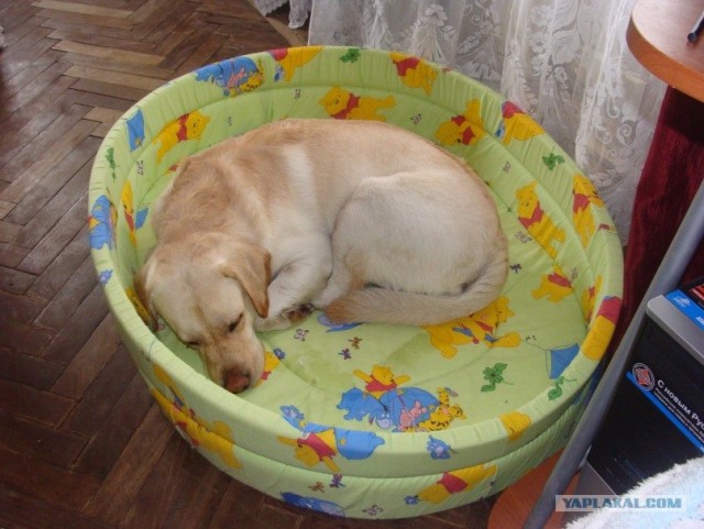 Собакопонедельник!