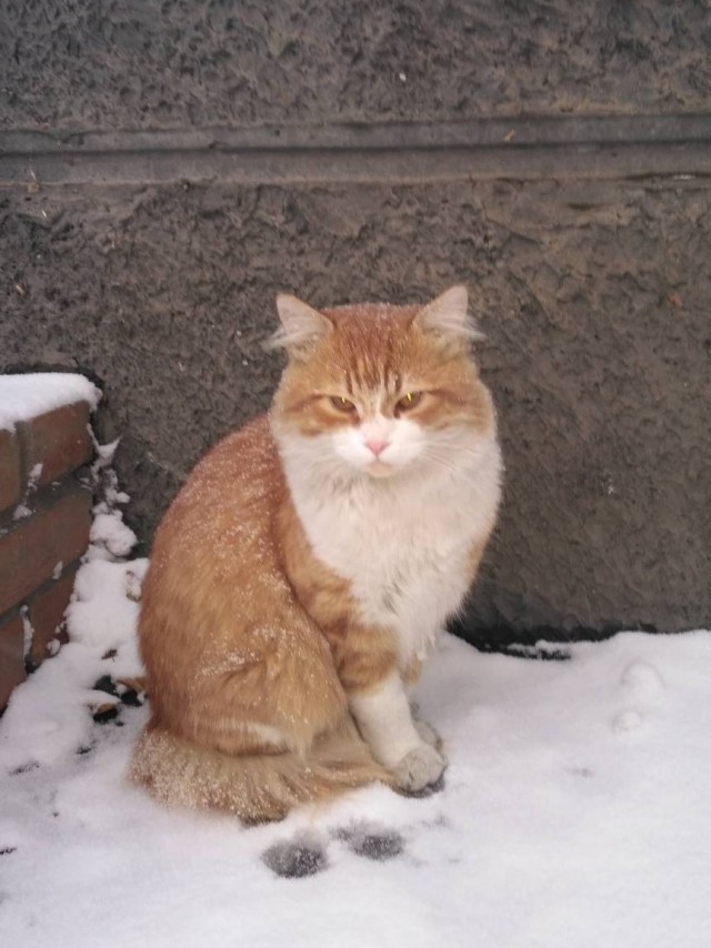 Шерстяные ублюдки
