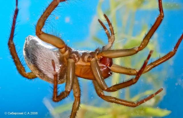 Паук-серебрянка: Ядовитый подводный паук живёт в каждом деревенском прудике. Строит воздушные купола и ловит рыбу