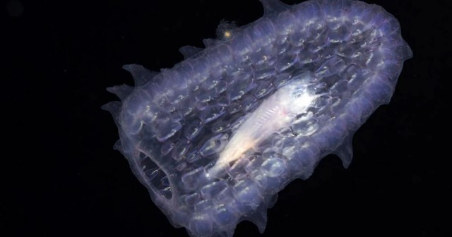 Пиросома: 15-ти метровая призрачная сосиска. Что это за невероятное существо?