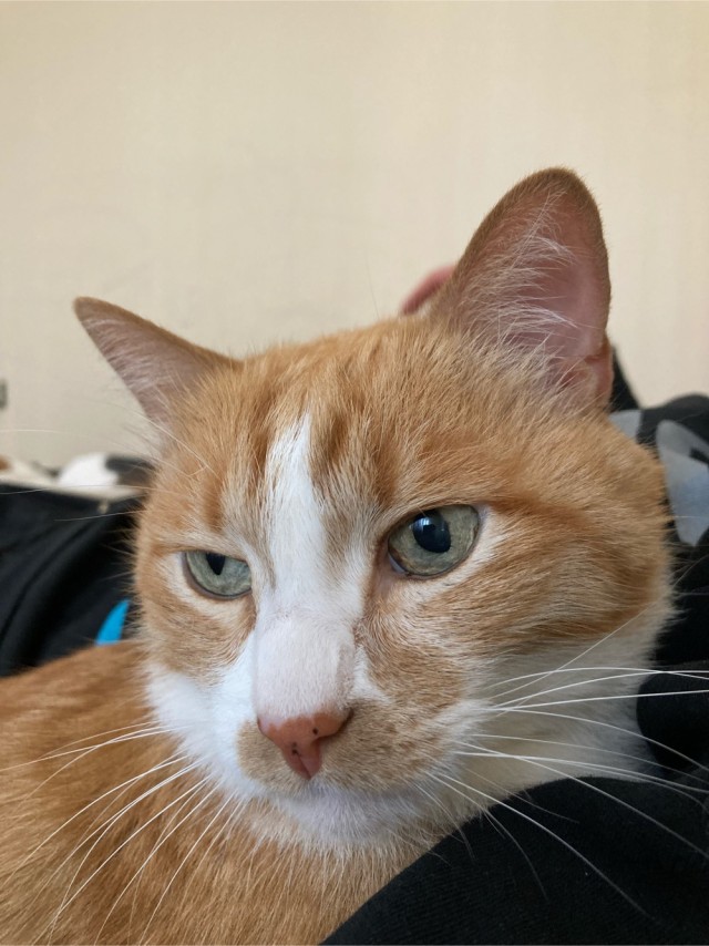 Котовторник 28.09.21