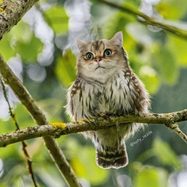 Кошки везде. Фотоманипуляции: животные и предметы с кошачьими мордами