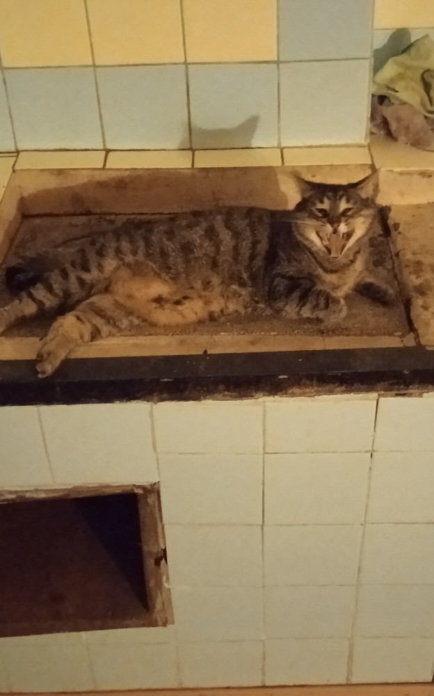 Просто котику холодно