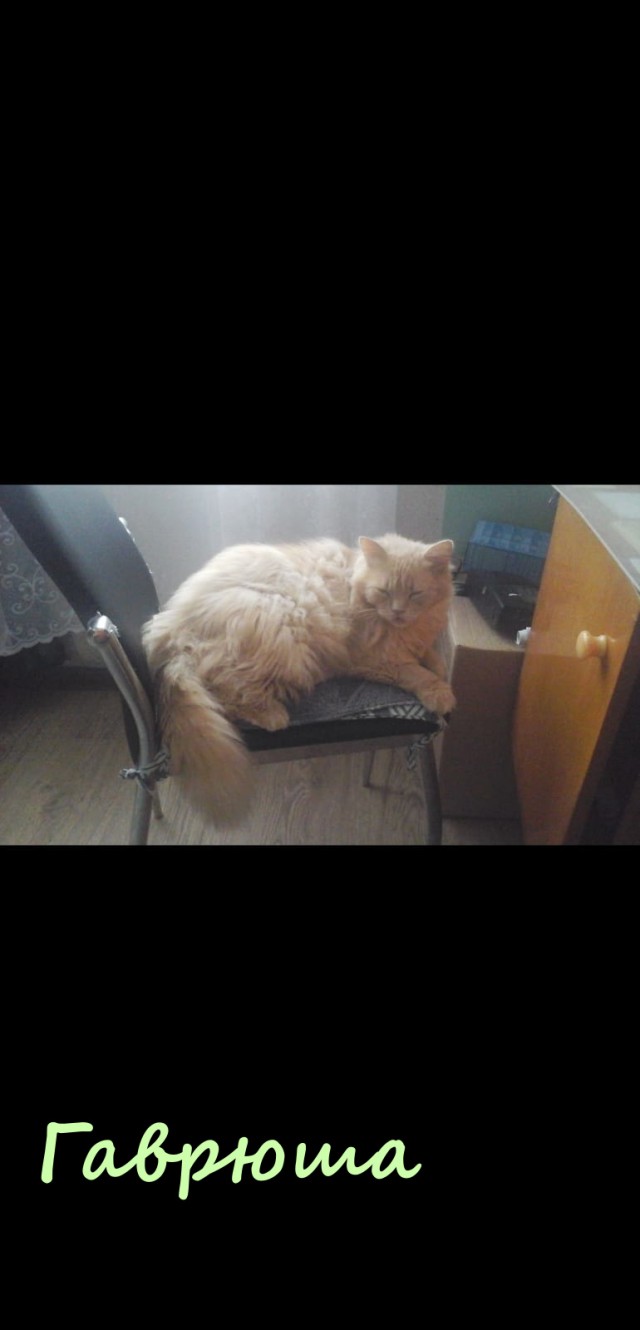 Жизнь домашнего приюта "Котоленд" 323