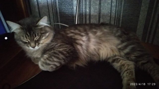 Котовторник ведь начался!