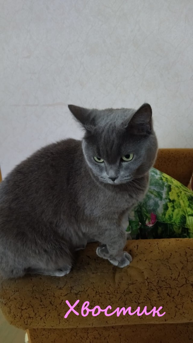 Жизнь домашнего приюта "Котоленд" 333