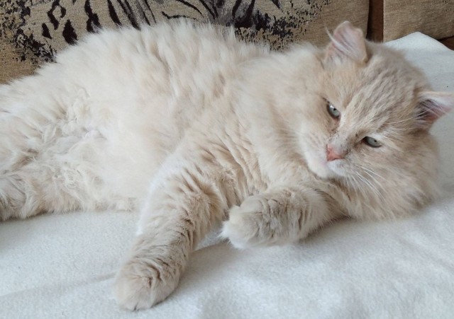 Котовторник. Королева помойки