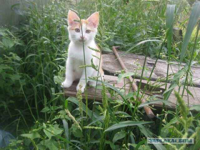 Жизнь домашнего приюта для котеек 409
